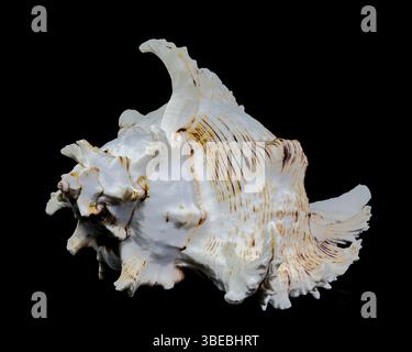 Chicoreus ramosus, allgemein bekannt als die ramose murex Shell vor schwarzem Hintergrund, Ukraine, Europa Stockfoto