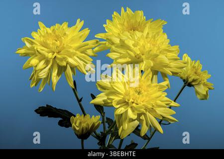 Chrysantheme Amour gelbe Blume auf blauem Hintergrund. Blumenkopf Nahaufnahme, Odessa, Ukraine, Europa Stockfoto