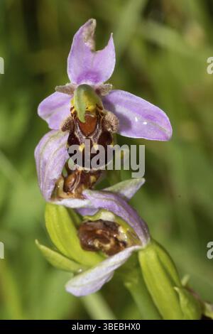 Biene Orchidee (Ophrys Apifera) Stockfoto