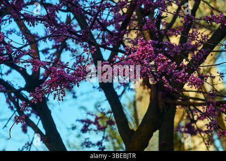 Atemberaubende rosa-violette Blüten eines Judas-Baumes (Cercis siliquastrum) in voller Blüte in der Nähe des Museums der Repressionen. Taschkent, Usbekistan. März 2025 Stockfoto