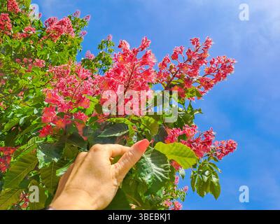 Äskulus rote Kastanienblüten, blühende rote Blumen Naturdetails, Blütentrauben Laubpflanzen wachsen inCze Stockfoto