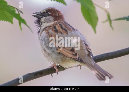 Der Hausspatzen (Passer domesticus) – auch bekannt als Spatzen oder Hausspatzen – ist eine Vogelart aus der Familie der Spatzen (Passeridae) Stockfoto