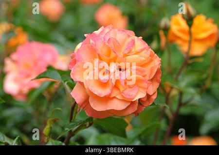 Orange rosa Buschrose, Rosa „kostbarer Bernstein“ in Blüte. Stockfoto