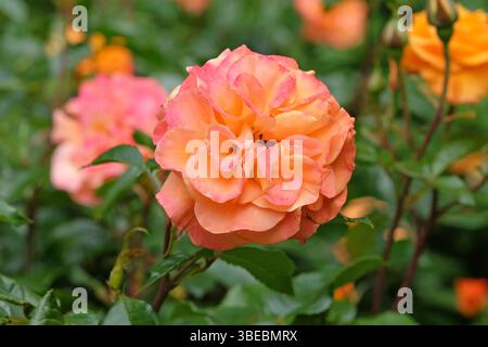 Orange rosa Buschrose, Rosa „kostbarer Bernstein“ in Blüte. Stockfoto