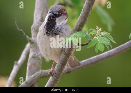 Haussperling Passer domesticus C auch Spatz oder Hausspatz genannt C ist eine Vogelart aus der Familie der Sperlinge Passeridae *** der Haussperling Passer domesticus – auch bekannt als der Sperling oder Hausspatz – ist eine Vogelart aus der Familie der Sperlinge Passeridae Nordrhein-Westfalen Deutschland, Deutschland GMS19268 Stockfoto