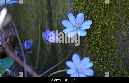 Neben einem moosbedeckten Baumstamm blüht ein Liverleaf (hepatica nobilis) mit zarten blauen bis violetten Blüten. Stockfoto