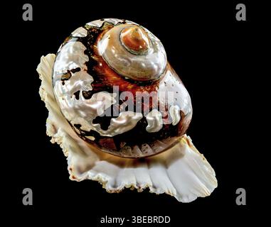 Perlschnecken-Muschel von Turbo sarmaticus südafrikanischem Turban auf schwarzem Hintergrund, Odessa, Ukraine, Europa Stockfoto