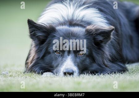 Border Collie Hund, der in die Kamera starrt Stockfoto