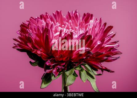 Schöne blühende rote Aster Lady Coral auf rosa Hintergrund. Blumenkopf Nahaufnahme, Odessa, Ukraine, Europa Stockfoto