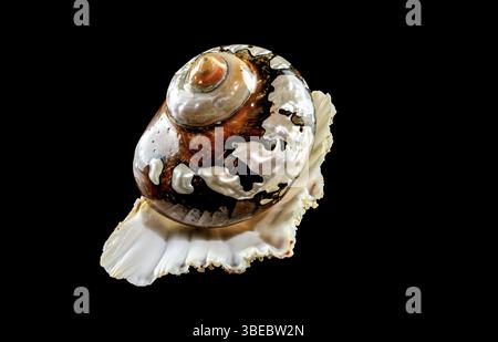 Perlschnecken-Muschel von Turbo sarmaticus südafrikanischem Turban auf schwarzem Hintergrund, Odessa, Ukraine, Europa Stockfoto