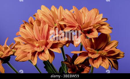 Wunderschöne Chrysantheme multiflora Conaco Orange auf blauem Hintergrund. Nahaufnahme des Blumenkopfes, Odessa, Ukraine, Europa Stockfoto