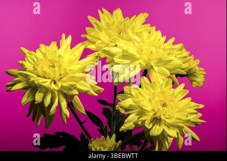 Chrysantheme Amour gelbe Blume auf rosa Hintergrund. Blumenkopf Nahaufnahme, Odessa, Ukraine, Europa Stockfoto