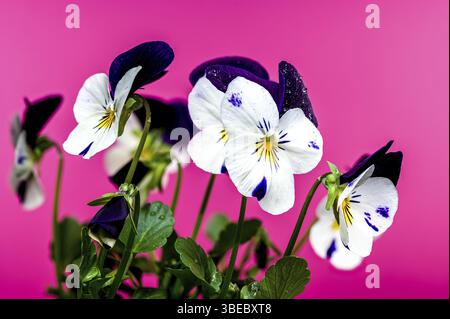 Eine Nahaufnahme von zarten weißen und lila Stiefmütterchen mit komplizierten Blütenblättern, vor einem sanften rosa Hintergrund, Odessa, Ukraine, Europa Stockfoto