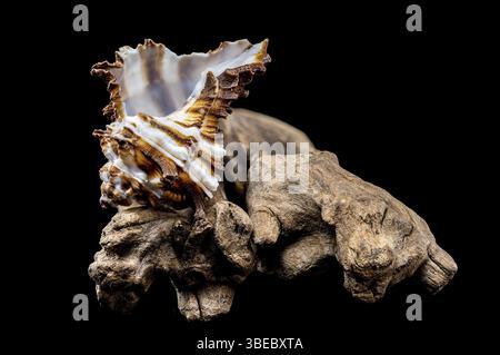 Nahaufnahme einer Endive Murex Schneckenschale der Familie Muricidae, die auf robustem Treibholz ruht und ihre stachelige Textur und das gestreifte Muster gegen ein B hervorhebt Stockfoto