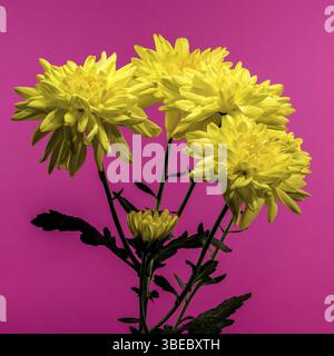 Chrysantheme Amour gelbe Blume auf rosa Hintergrund. Blumenkopf-Nahaufnahme Stockfoto