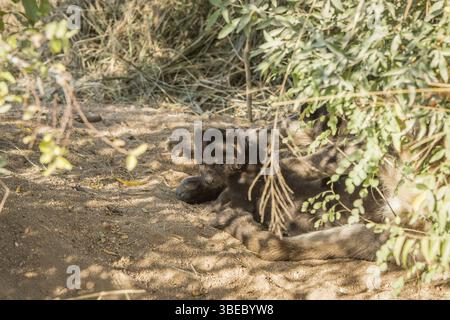 Winziges Baby geflecktes Hyänenbaby im Sand im Kruger-Nationalpark, Südafrika, Afrika Stockfoto
