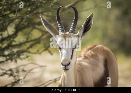 Nahaufnahme eines Springbocks im Kalagadi Transfrontier Park, Südafrika, Afrika Stockfoto