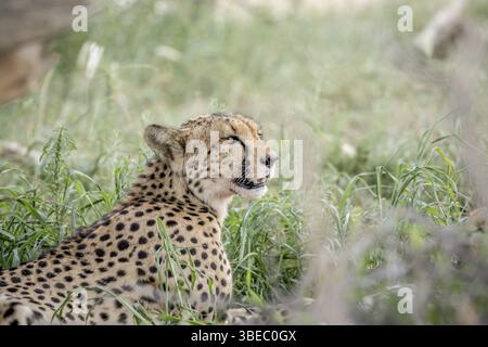 Seitenprofil eines Geparden in den hohen Gräsern im Kalagadi Transfrontier Park, Südafrika, Afrika Stockfoto