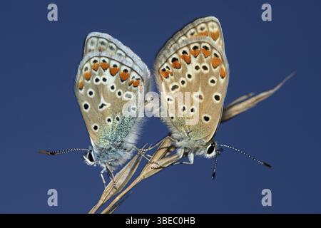 Gemeinsamen blau (Polyommatus Icarus) Stockfoto