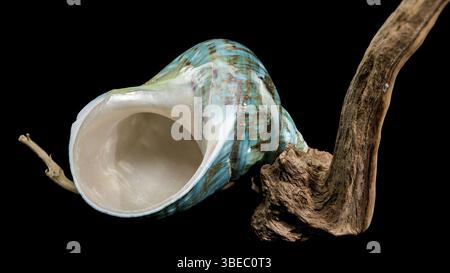 Eine leuchtende türkisfarbene nautilus-Schale mit wirbelnden braunen und weißen Mustern, die auf rustikalem Treibholz vor schwarzem Hintergrund präsentiert wird, was seine hervorhebt Stockfoto