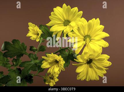 Eine Nahaufnahme von hellgelben Chrysantheme Copa Blüten mit zarten Blütenblättern und strukturierten Zentren, auf braunem Hintergrund, Odessa, Ukraine, EUR Stockfoto