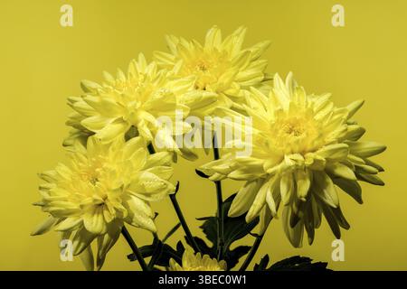 Chrysantheme Amour gelbe Blume auf gelbem Hintergrund. Blumenkopf Nahaufnahme, Odessa, Ukraine, Europa Stockfoto