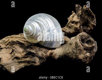 Nahaufnahme einer perlfarbenen Turbanschnecke auf strukturiertem Treibholz vor schwarzem Hintergrund. Die schillernde Schale steht im Kontrast zum rauen Holz, Stockfoto