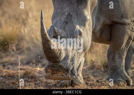 Nahaufnahme eines Weißen Nashornkopfes, Südafrika, Afrika Stockfoto