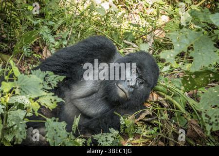 Silverback Mountain Gorilla liegt in den Blättern des Virunga-Nationalparks in der Demokratischen Republik Kongo Stockfoto