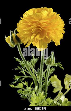 Schöne blühende gelbe Ranunkelblume isoliert auf schwarzem Hintergrund. Blumenkopf Nahaufnahme, Odessa, Ukraine, Europa Stockfoto