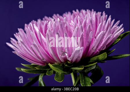 Blühende pinkfarbene Aster Lady Coral auf lila Hintergrund. Blumenkopf Nahaufnahme, Odessa, Ukraine, Europa Stockfoto