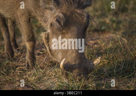 Nahaufnahme eines Warzenschweins, das im Pilanesberg-Nationalpark, Südafrika, Afrika isst Stockfoto