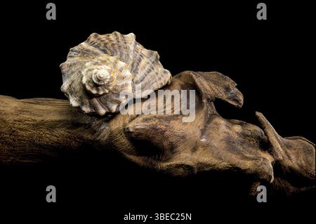 Nahaufnahme einer Rapana venosa Muschel, die auf Treibholz vor schwarzem Hintergrund ruht und ihre detaillierte Textur und natürlichen Muster zeigt, Ode Stockfoto
