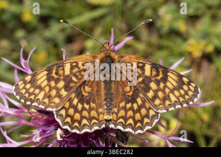 Gepunktete Fritillerie (Melitaea phoebe) Stockfoto