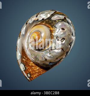 Perlschnecke Muschel von Turbo sarmaticus südafrikanischer Turban auf blauem Hintergrund, Odessa, Ukraine, Europa Stockfoto