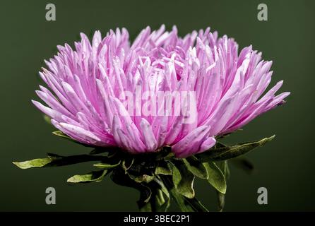 Wunderschöne pinkfarbene Aster Lady Coral auf grünem Hintergrund. Blumenkopf Nahaufnahme, Odessa, Ukraine, Europa Stockfoto