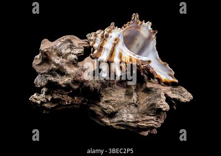 Nahaufnahme einer Endive Murex Schneckenschale der Familie Muricidae, die auf robustem Treibholz ruht und ihre stachelige Textur und das gestreifte Muster gegen ein B hervorhebt Stockfoto