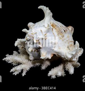 Chicoreus ramosus, allgemein bekannt als die ramose murex Shell, auf weißen Korallen vor schwarzem Hintergrund, Ukraine, Europa Stockfoto