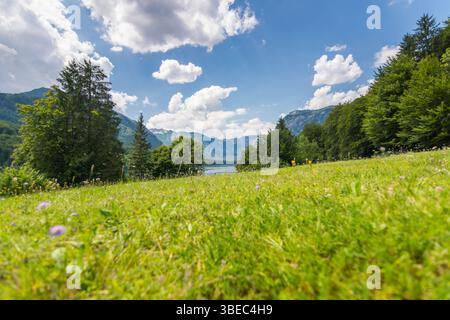 Wiese in der Nähe des Bohinj-Sees. Frische grüne Wiese mit vielen Blumen. Die Alpen im Hintergrund. Stockfoto