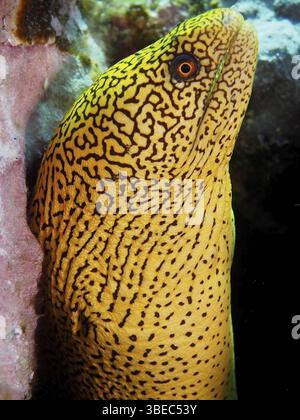 Goldschwanz Muränen (Gymnothorax miliaris) Stockfoto