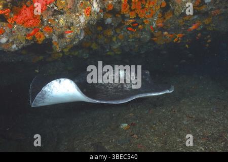 Schwarzgefleckter Stachelrochen (Taeniura meyeni) Stockfoto
