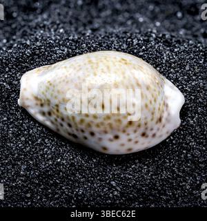 Nahaufnahme der Cypraea annulus Muschel auf schwarzem Sandgrund, Odessa, Ukraine, Europa Stockfoto