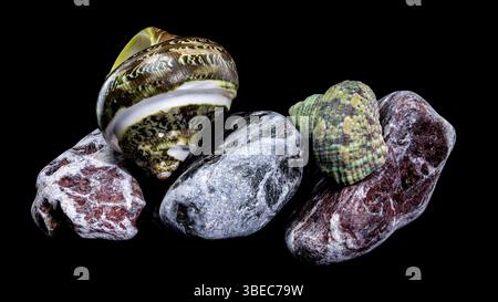 Polierte GRÜNE JADE Banded Turbo EINSIEDLERKREBSE Sea Shell auf bunten polierten Steinen vor schwarzem Hintergrund, Ukraine, Europa Stockfoto