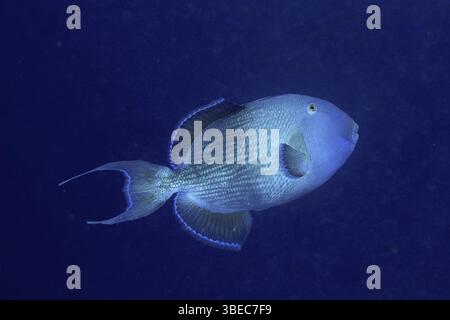 Blau gestreifter Drückerfisch (Pseudobalistes fuscus) Stockfoto