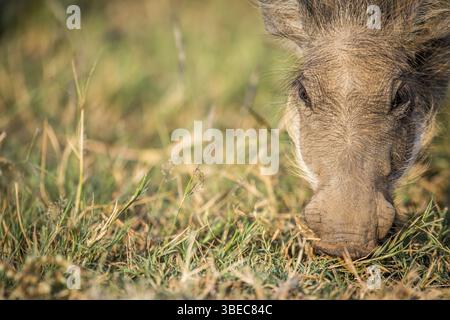 Nahaufnahme eines fressenden Warzenschweins im Pilanesberg-Nationalpark, Südafrika, Afrika Stockfoto