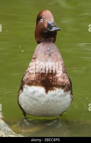 Eisenhaltige Ente (Aythya Nyroca) Stockfoto