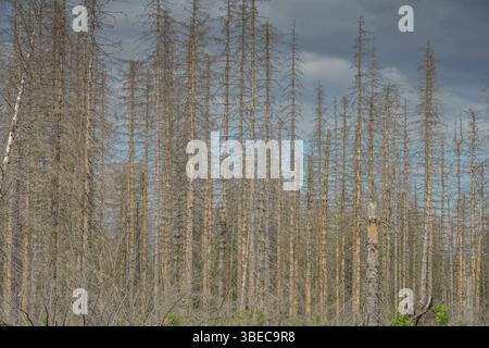 Waldsterben im Harz, tote Nadelbäume östlich von Clausthal-Zellerfeld, Niedersachsen, Deutschland *** Waldsterben im Harz, tote Nadelbäume östlich von Clausthal Zellerfeld, Niedersachsen, Deutschland Stockfoto