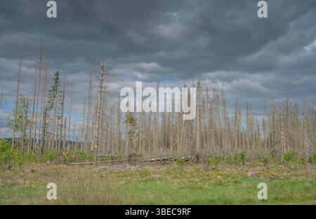 Waldsterben im Harz, tote Nadelbäume östlich von Clausthal-Zellerfeld, Niedersachsen, Deutschland *** Waldsterben im Harz, tote Nadelbäume östlich von Clausthal Zellerfeld, Niedersachsen, Deutschland Stockfoto