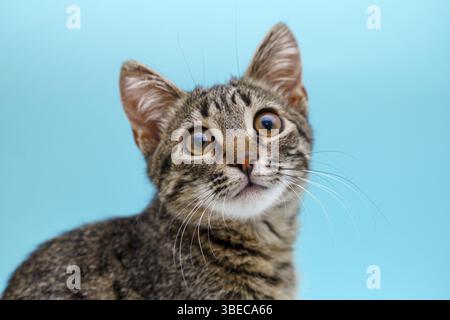 Nahaufnahme Kätzchen tabby graues Porträt. Große Augen und süßes Gesicht. Haustierkatzenporträt auf blauem Hintergrund. Ophthalmologische tierärztliche Tierkrankheit. VET Medic Stockfoto