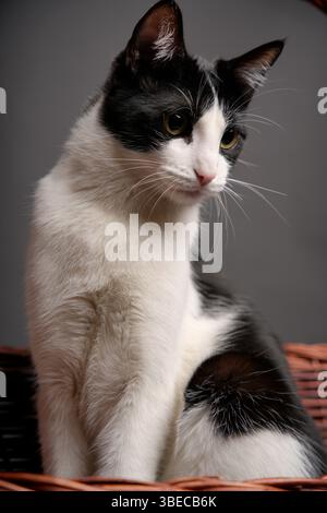 Schwarz-weiße Katze auf grauem Hintergrund Stockfoto